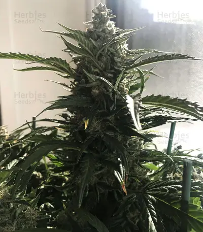 King’s Kush Auto CBD (GHS) Cannabis-Samen
