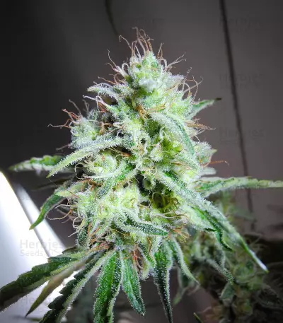 Kukulkán (Pyramid Seeds) Cannabis-Samen