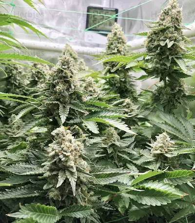 OG's Kush (BlimBurn Seeds) Cannabis-Samen