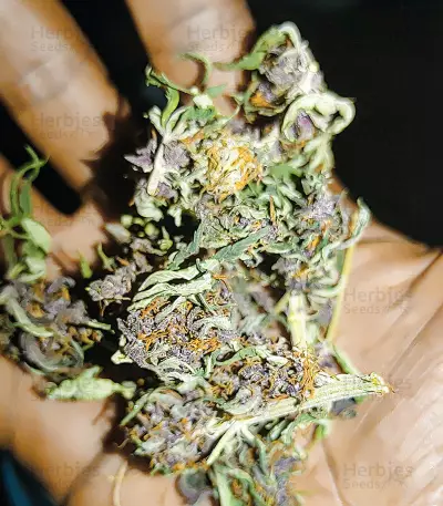 Punch Cookies feminisierte Samen (AlphaFem Seeds)