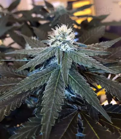 Purple Punch Cookies feminisierte Samen (Original Sensible Seeds)