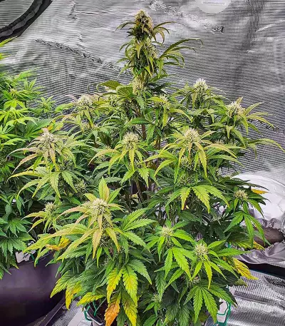 Scarlet Skunk Autoflower feminisierte Samen (EGS)