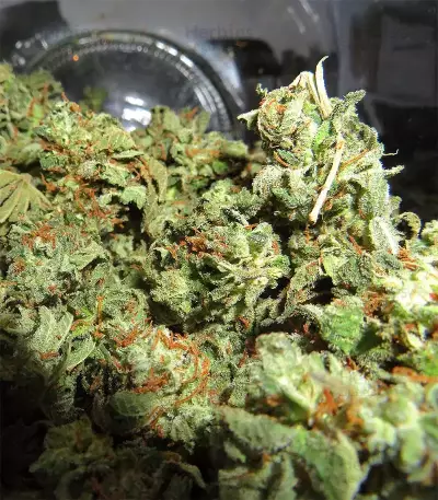 Acapulco Gold feminisiertes Saatgut (Barney's Farm)