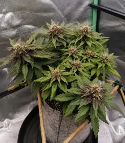 Auto Red Tropicana Cookies (Dutch Passion)