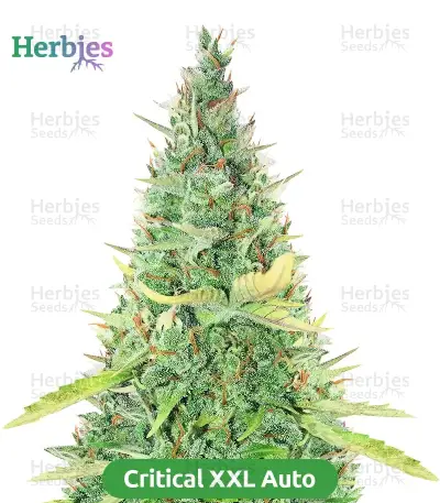 Autopilot Harvest Bundle #3: 3x5 seeds (Mixed)
