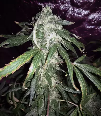 Blue Dream (BlimBurn Seeds) Cannabis-Samen