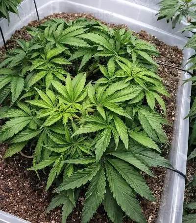 Bubblehead 13 (Big Head Seeds) Cannabis-Samen