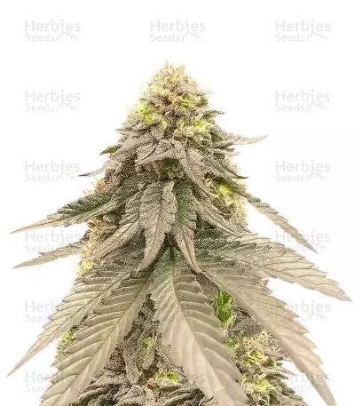 Cherry Gar-see-yaa feminisierte Samen (Ethos Genetics)