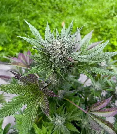 Crème De la Chem Auto (Mephisto Genetics) Cannabis-Samen