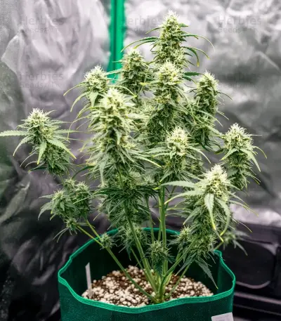 Diesel Matic Auto (Blackskull Seeds) Cannabis-Samen