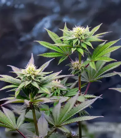 G.S. Cookies feminisierte Samen (Humboldt Seed Company)