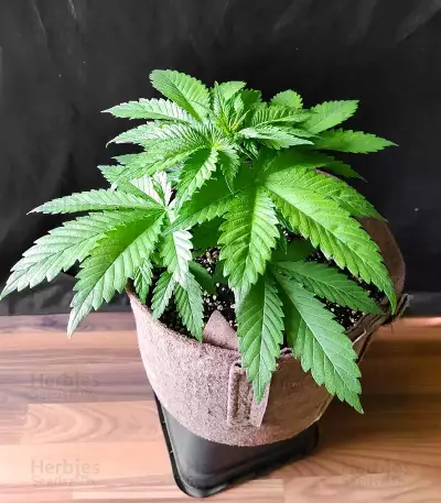 Ghost Train Power feminisierte Samen (Original Sensible Seeds)