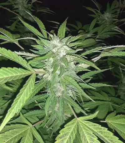 Golosa (Delicious Seeds) Cannabis-Samen