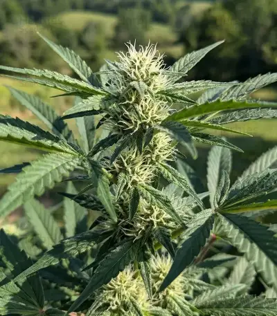 Grimm Glue (Brothers Grimm Seeds)