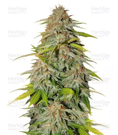 Ice Cream Cake Fast Flowering Samen feminisiert (Humboldt Seeds Organization)