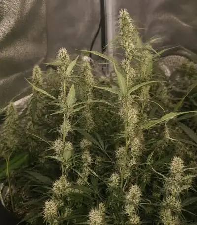 Mango Cherry Runtz Auto (Fast Buds)