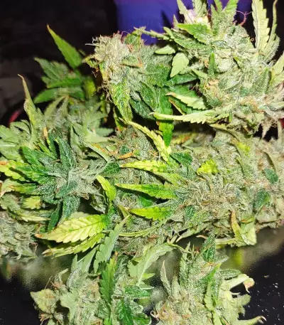 Original Auto Sour Diesel (Fast Buds) Cannabis-Samen