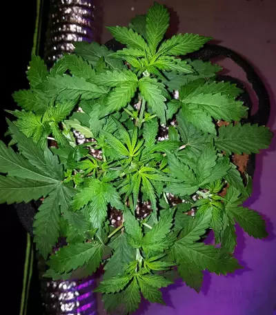 Trippy Gorilla Autoflowering (Big Head Seeds) Cannabis-Samen