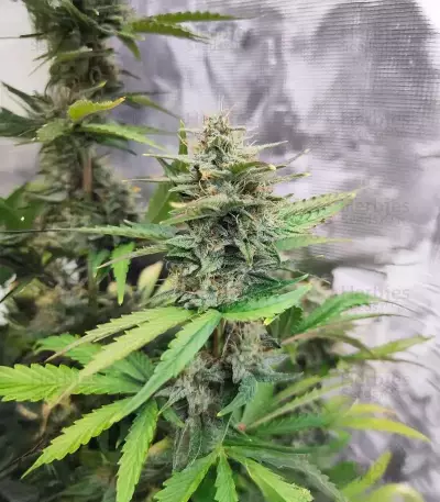 White Widow x White Fire OG Autoflower feminisierte Samen (Seedkeepers)