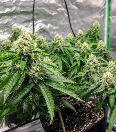Widow 2004 regular (De Sjamaan Seeds) Cannabis-Samen