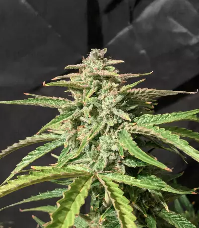 Wedding Cake (Cali Buds Seeds) Cannabis-Samen