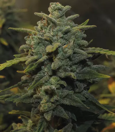 Original Auto Chemdawg (Fast Buds) Cannabis-Samen
