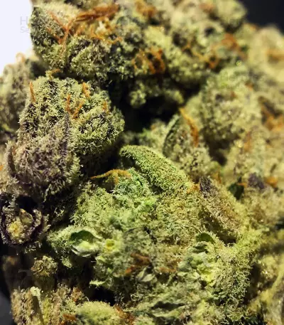 501st OG Regular (Rare Dankness Seeds) Cannabis-Samen