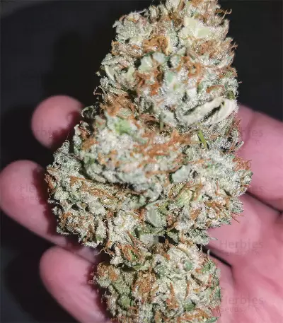 AK-48 Automatic (Nirvana Seeds) Cannabis-Samen