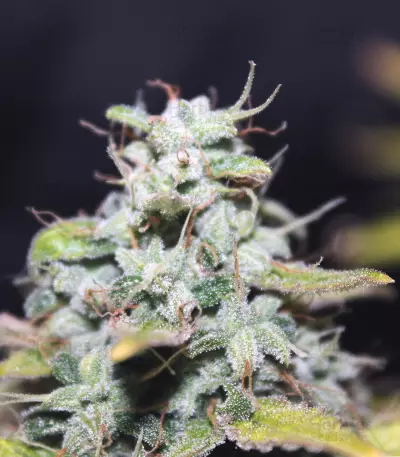 Amnesia Auto (Kera Seeds) Cannabis-Samen
