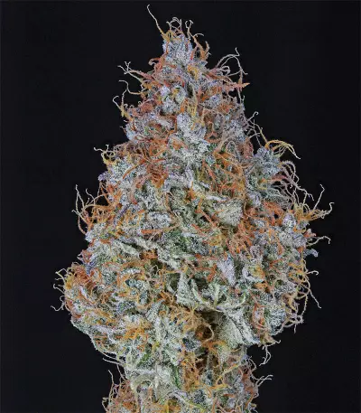 Amnesia Haze Automatic (RQS) Cannabis-Samen