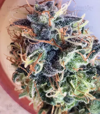Atomic (Bomb Seeds) Cannabis-Samen