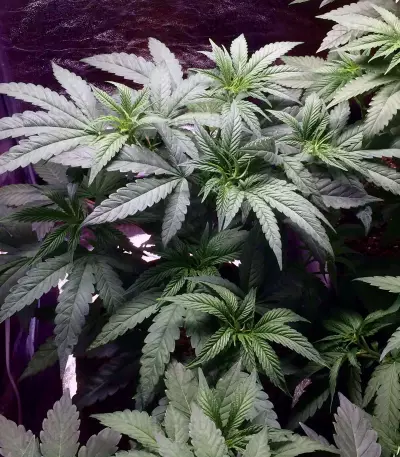 Blue Fire (Humboldt Seeds Organization) Cannabis-Samen