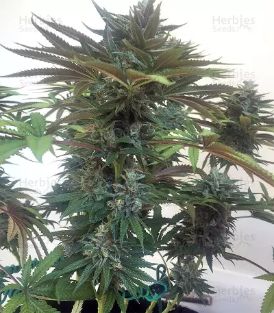 Bubble Bomb (Bomb Seeds) Cannabis-Samen