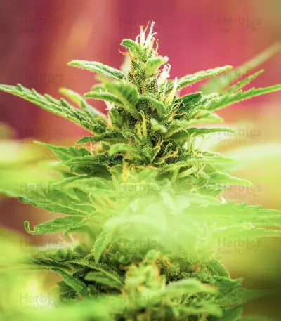 Choco Thai Auto-Samen (Herbies Seeds)