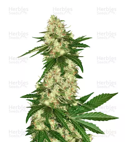 Congo (Ace Seeds) Cannabis-Samen