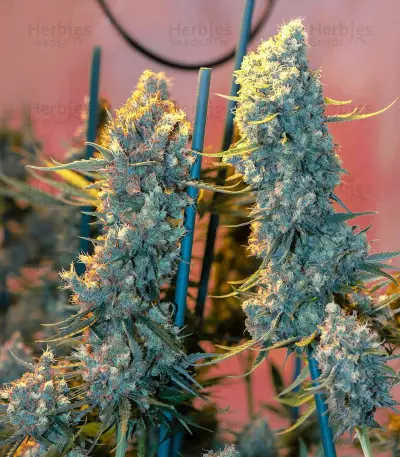 Critical Kush regular (Barney's Farm) Cannabis-Samen