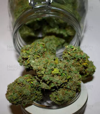 Fast & Vast Auto (Heavyweight Seeds) Cannabis-Samen