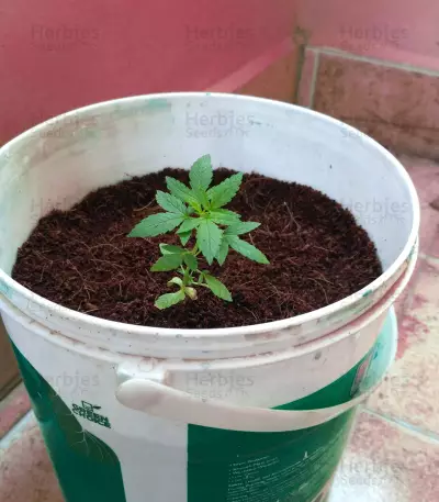 Five-O (Blackskull Seeds) Cannabis-Samen