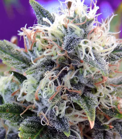 Girl Scout Cookies (Original Sensible Seeds) Cannabis-Samen