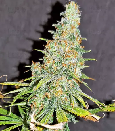 Gorilla Cookies (Big Head Seeds) Cannabis-Samen