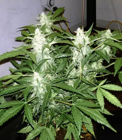 Green Crack (BlimBurn Seeds) Cannabis-Samen