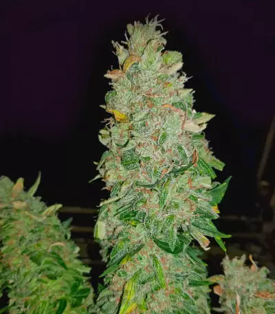 Lemon OG Kush (DNA Genetics) Cannabis-Samen