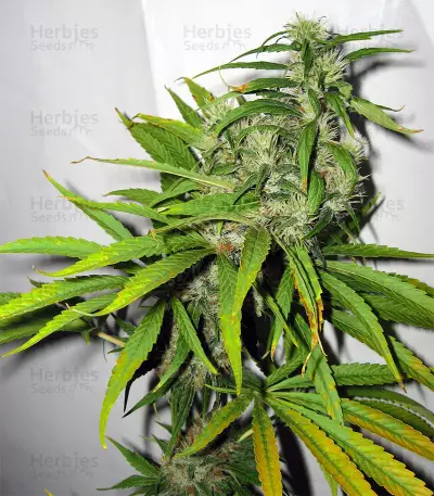 Mango Haze Regular (Mr. Nice Seedbank) Cannabis-Samen