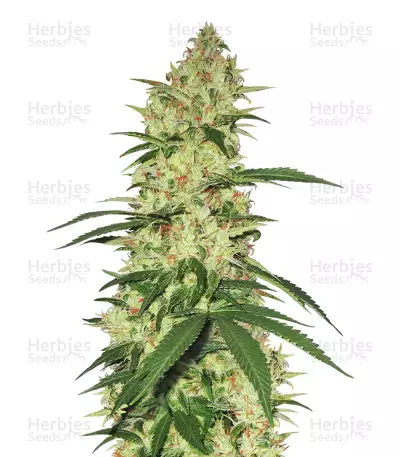 Northern Haze Express Auto (Positronics Seeds) Cannabis-Samen