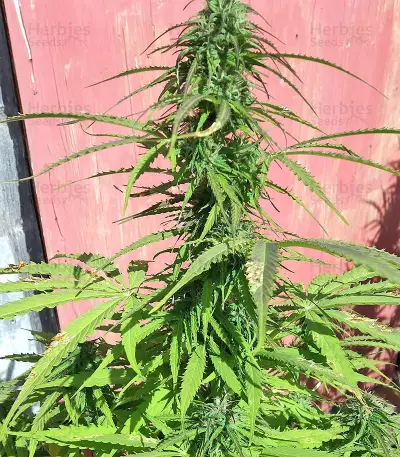 Northern Lights Autoflower feminisierte Samen (Seedstockers)
