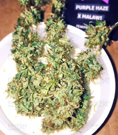Purple Haze x Malawi (Ace Seeds) Cannabis-Samen