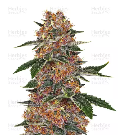 Purple Punch (Big Head Seeds) Cannabis-Samen