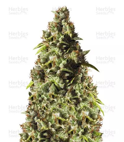 Rollex OG Kush (Devils Harvest Seeds) Cannabis-Samen