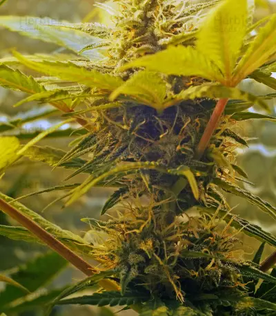 Skunk #1 Automatic (Sensi Seeds) Cannabis-Samen
