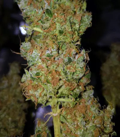 Sour Tangie (Reserva Privada) Cannabis-Samen